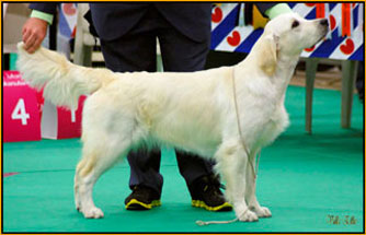 cachorros golden retriever